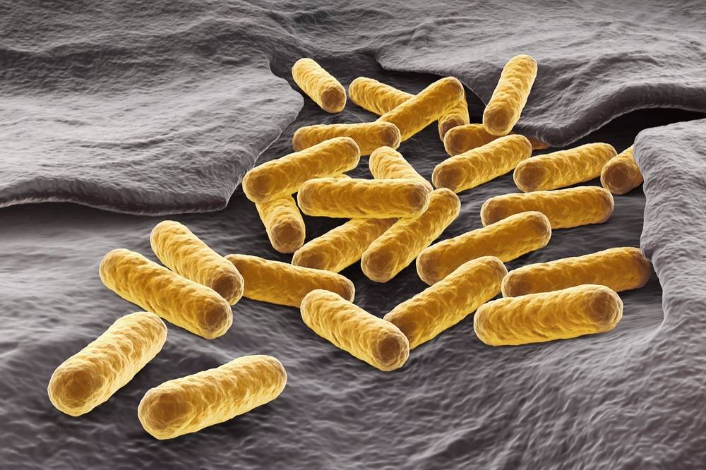 Ученые узнали, как «нюхают» бактерии