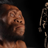0000014f-b66e-deef-a9ef-b66e2cbe0000-new-human-ancestor-discovered-homo-naledi-exclusive-video