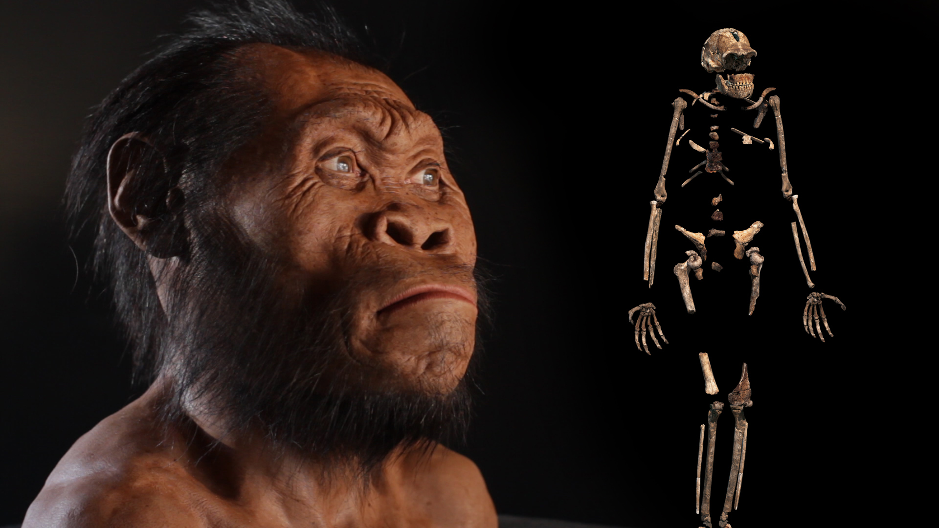 0000014f-b66e-deef-a9ef-b66e2cbe0000-new-human-ancestor-discovered-homo-naledi-exclusive-video
