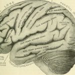 Ученые составили карту подросткового мозга