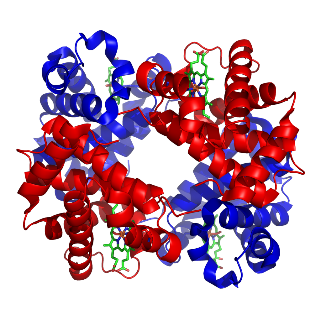 1gzx_haemoglobin1