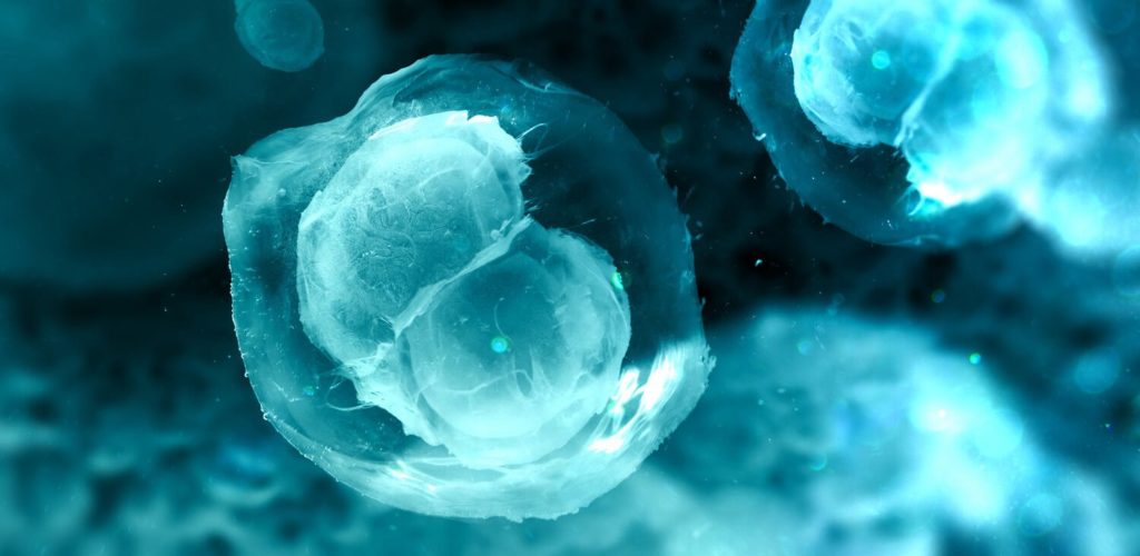 3d-printed-ovaries-restore-fertility-mice-2