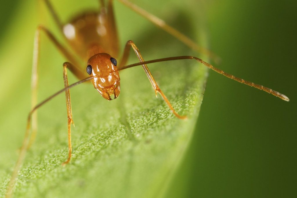 ant