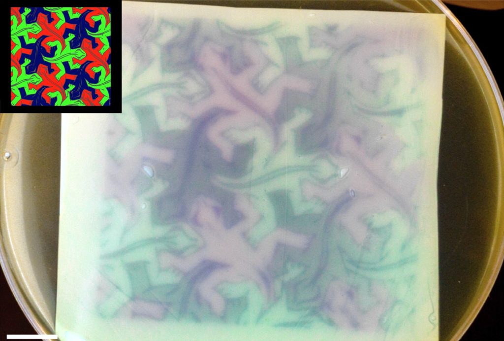 bacter0