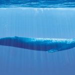 Биологи объяснили, почему киты такие большие