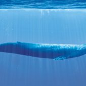 blue-whale-05