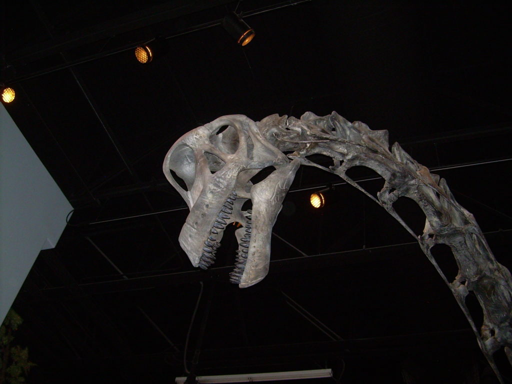 brachiosaurus-skull-i9