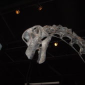brachiosaurus-skull-i9