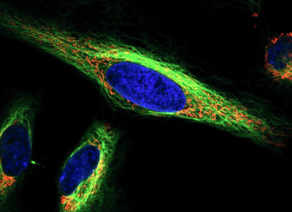 cell