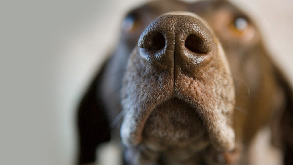 dogs-sense-of-smell-merl