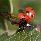 ladybug-insect-open-wings-leaves-wallpapersbyte-com-3840x2400