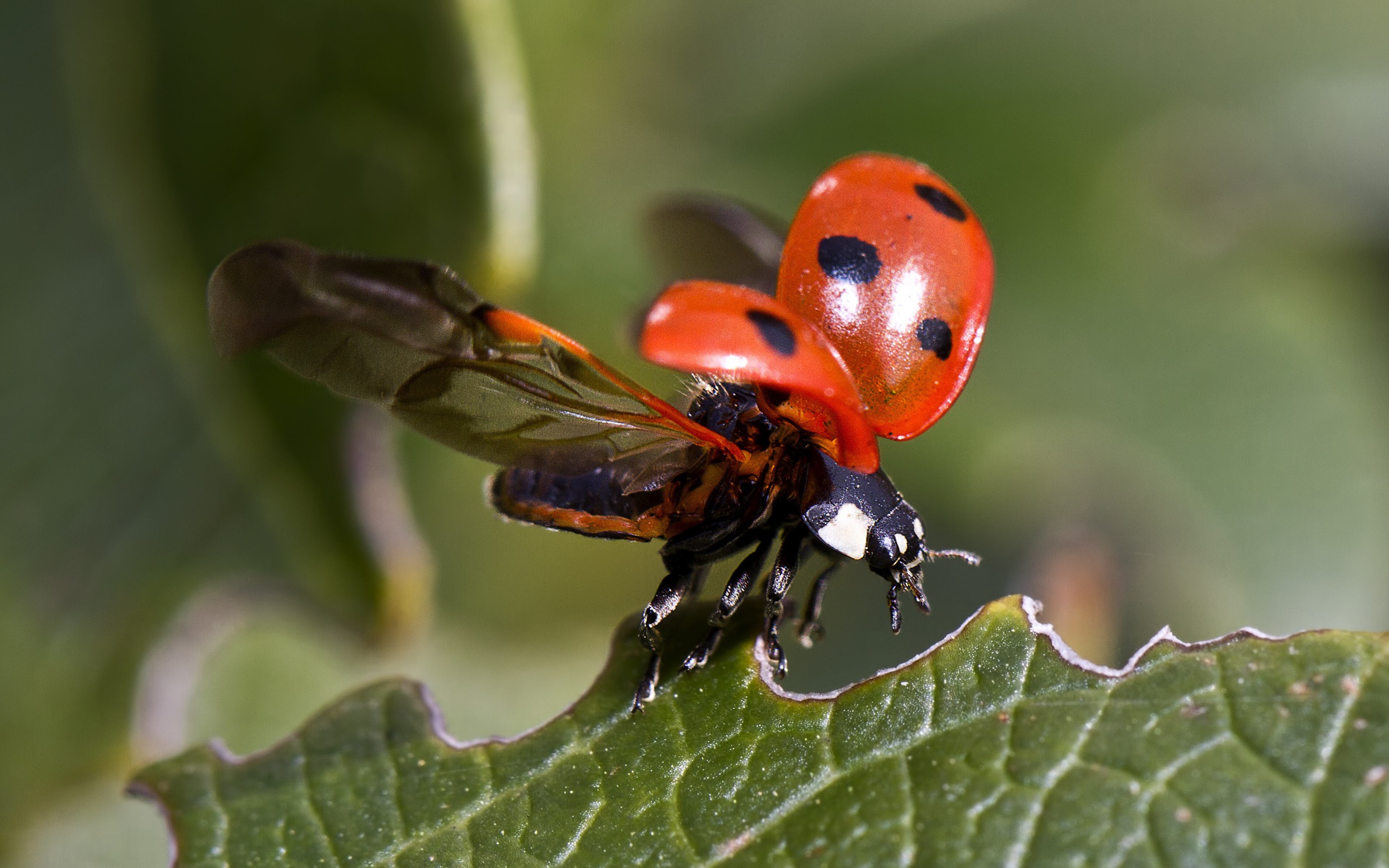 ladybug-insect-open-wings-leaves-wallpapersbyte-com-3840x2400
