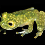 Найден новый вид лягушек с прозрачной кожей