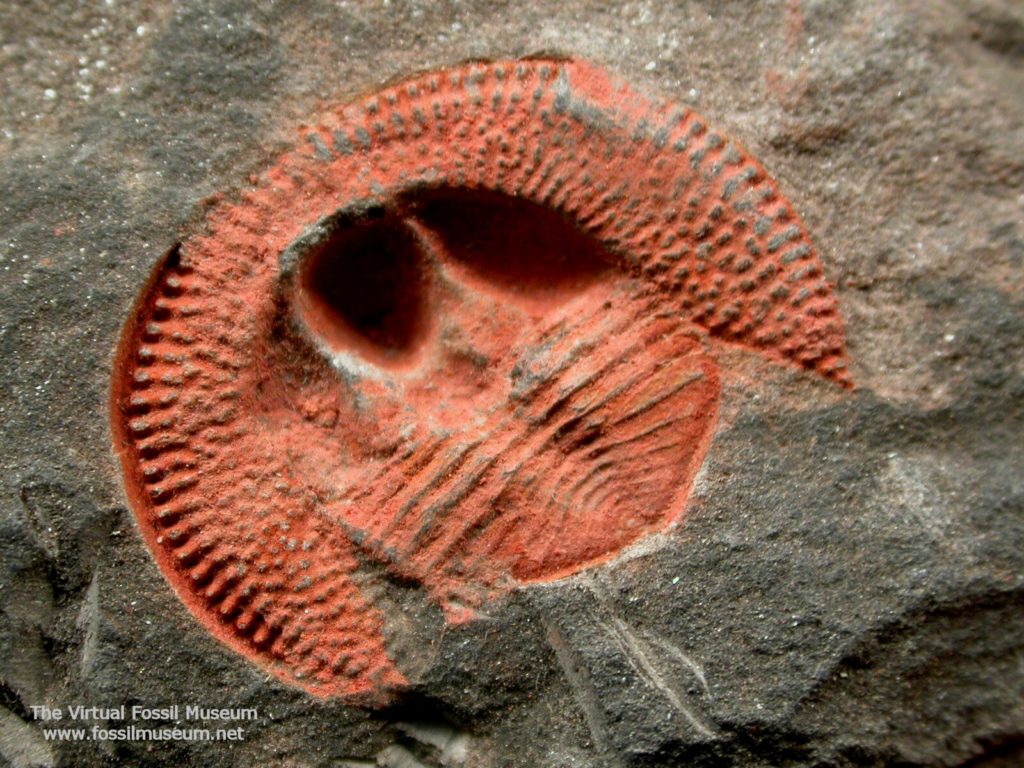 nankinolithus