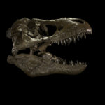 Силу укуса тираннозавра измерили в килоньютонах