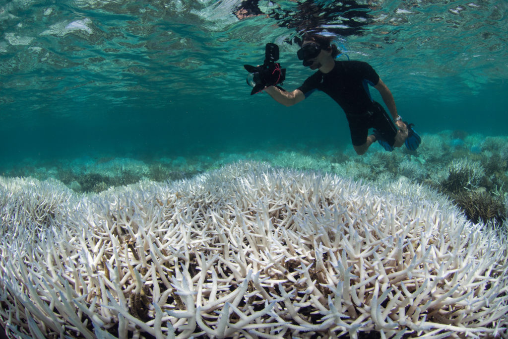 reef