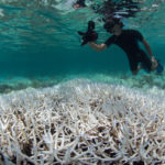 Ученые: спасти Большой Барьерный риф не удастся