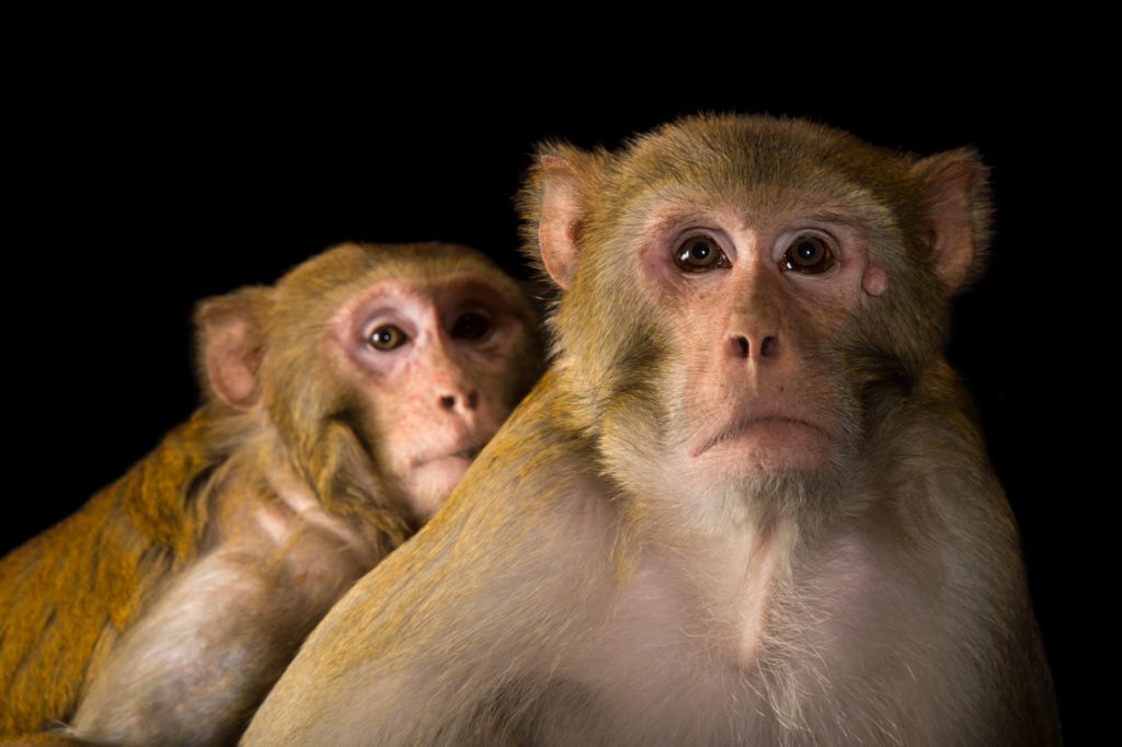rhesus-macaque