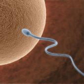 tup-bebeksperm-ornegi-yazisina-resim-3-spermin-yumurta-kilifi-zonaile-temasi