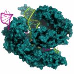Генетики переоценили мутагенность CRISPR/Cas9