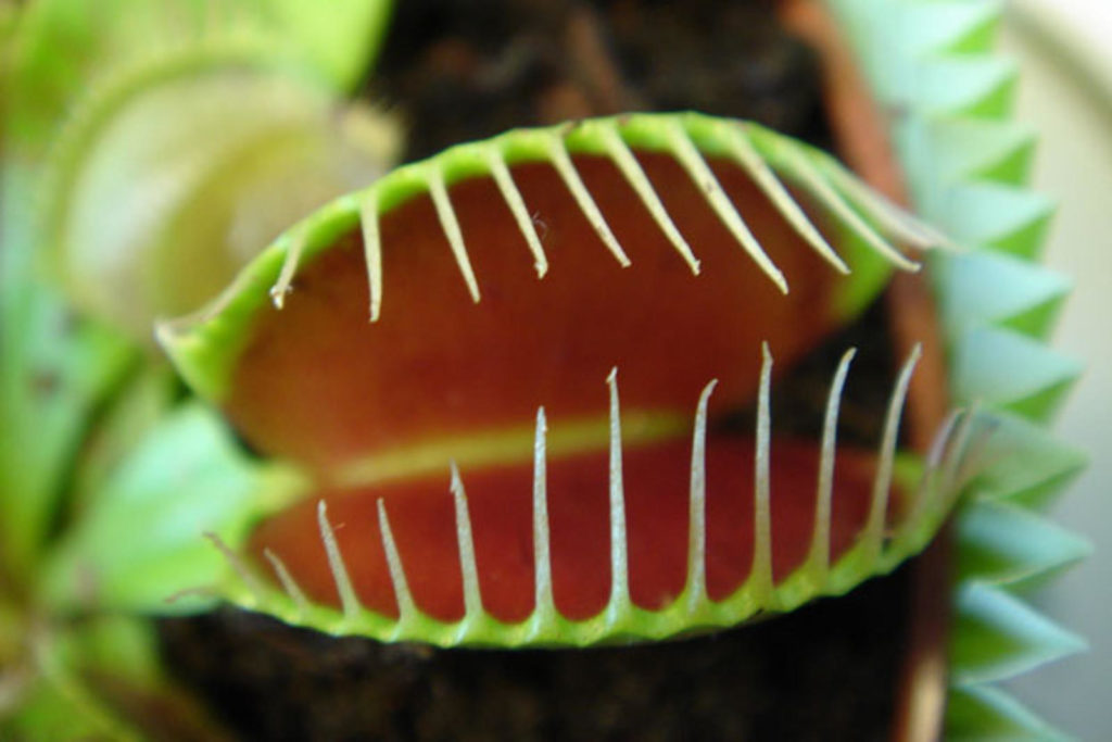 venusflytrap_native_1600