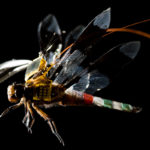 Исследователи впервые показали полет стрекозы-киборга