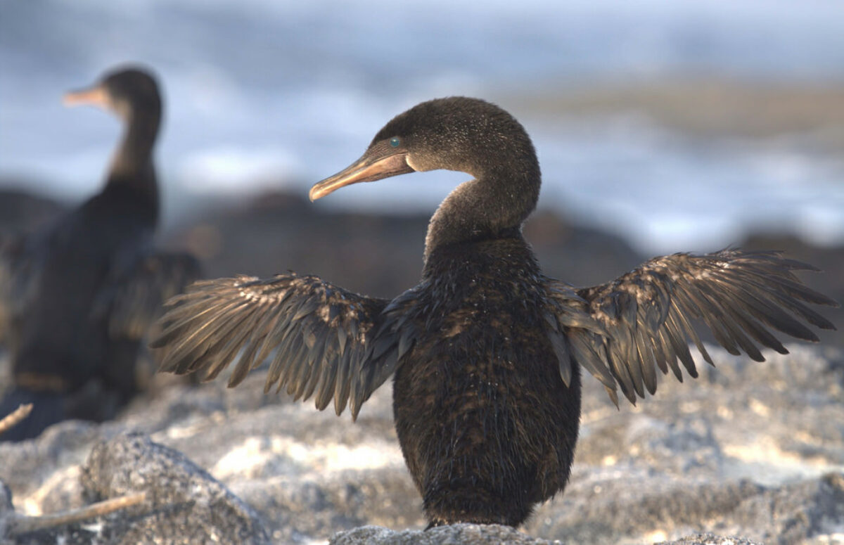 Капский баклан. Стеллеров баклан. Стеллеров баклан сообщение. Почему баклан. Длинноносый баклан.
