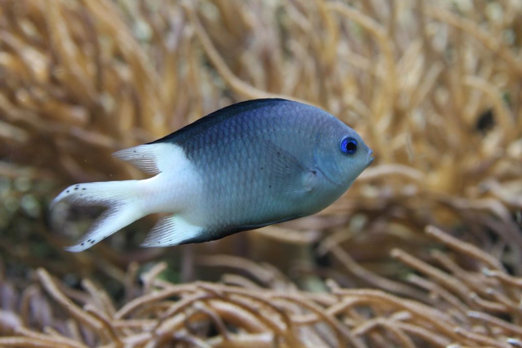 acanthochromis_polyacanthus