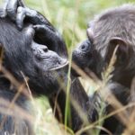 Шимпанзе оказались способны накапливать культурные достижения