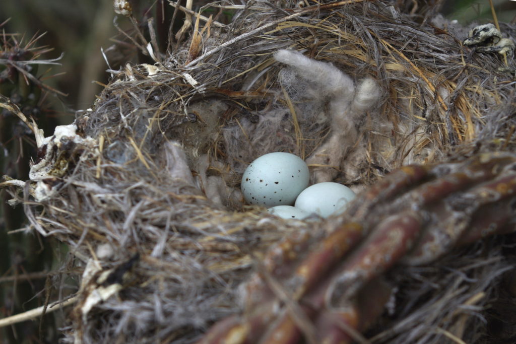 eggs