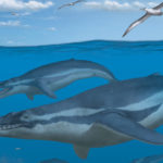 Биологи нашли «недостающее звено» в эволюции китов