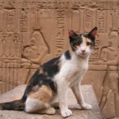 portrait-of-cat-sitting-against-ancient-egyptian-temple-608972797-57cb44bf3df78c71b676cfdb