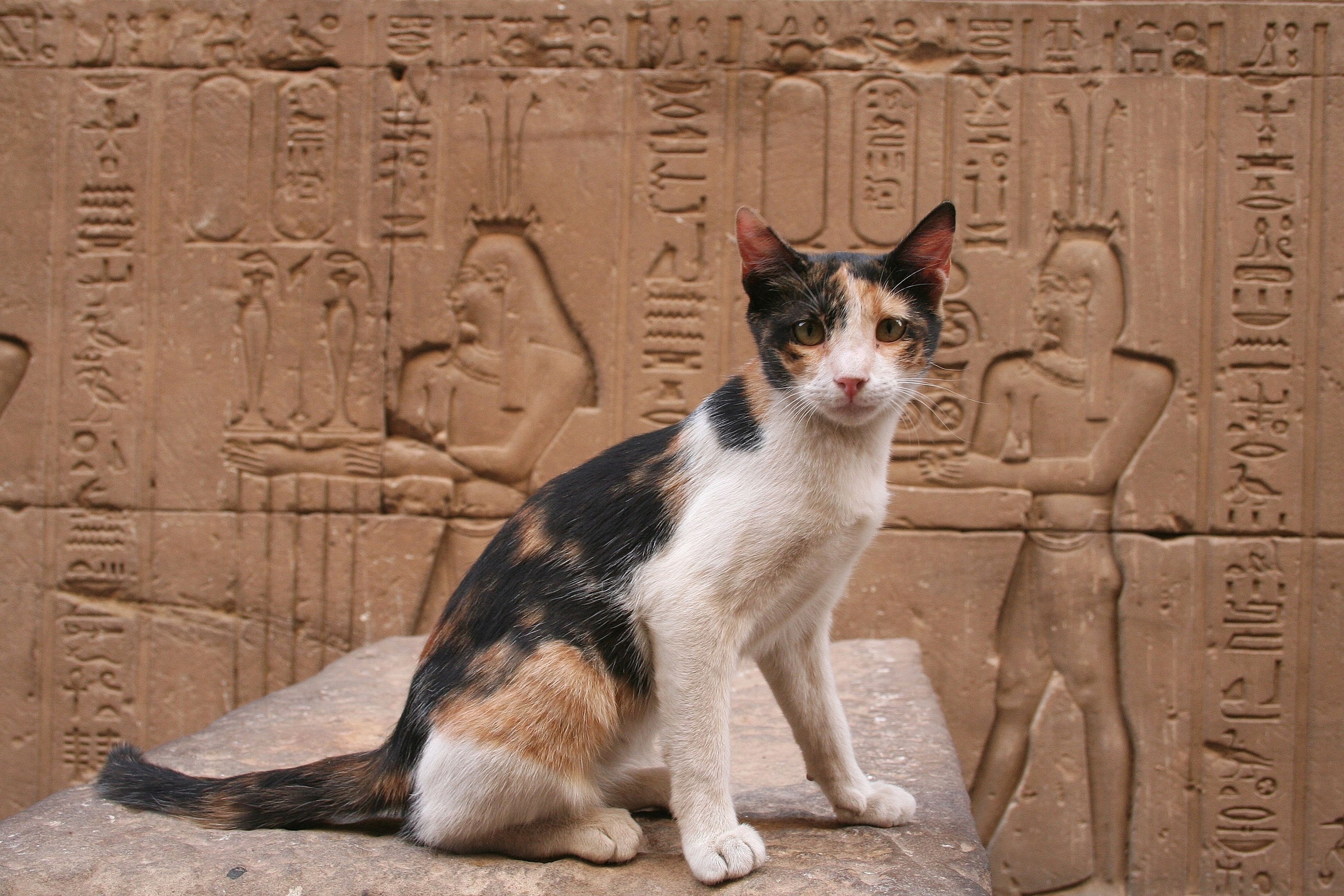 Египетская Храмовая кошка порода