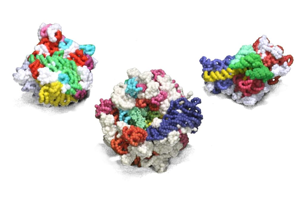 ribosome-2