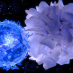 У эмбрионов нашли иммунную систему
