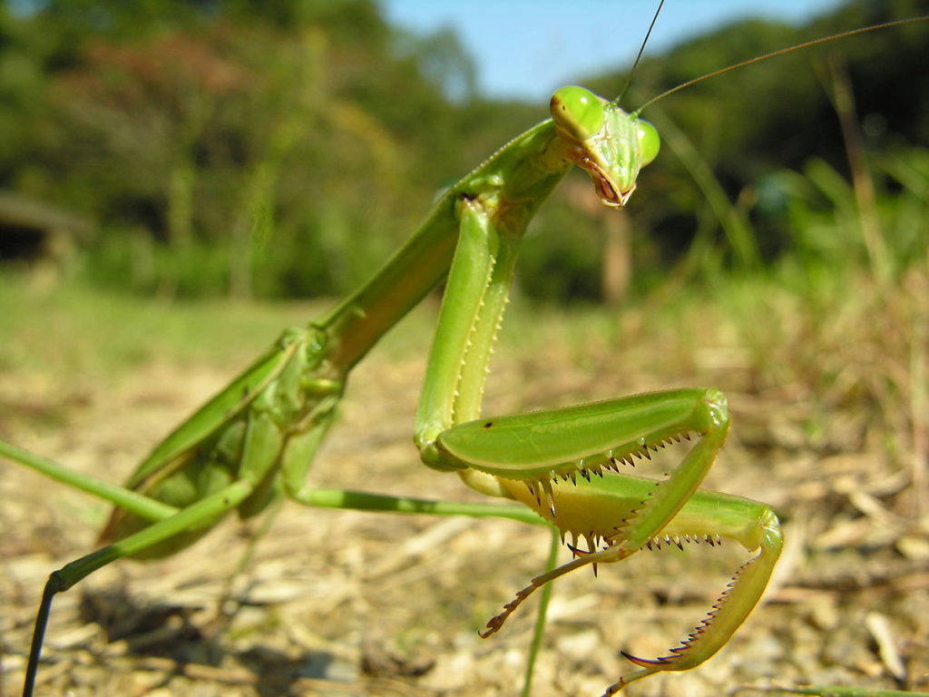 1200px-tenodera_aridifolia_dscn9675