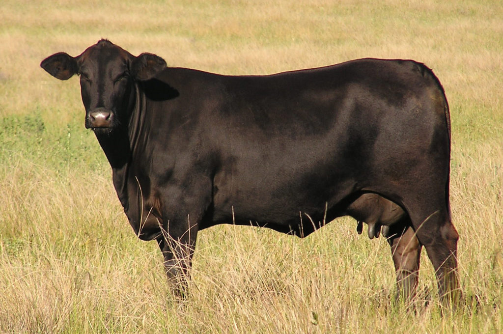 abca_cow