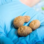 В Северной Америке обнаружены самые ранние свидетельства употребления дикого картофеля