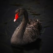 black-swan-lake-pupuke-cygnus-atratus-australian-black-swan-69093