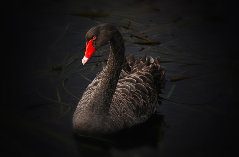 black-swan-lake-pupuke-cygnus-atratus-australian-black-swan-69093