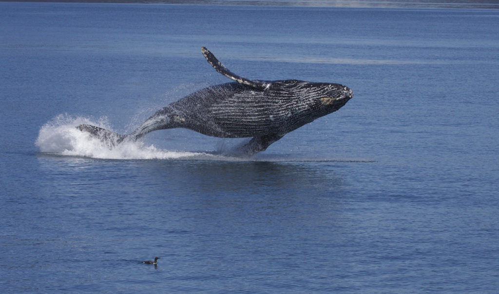 breaching_humpback_whale_megaptera_novaeangliae_9660851285