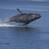 breaching_humpback_whale_megaptera_novaeangliae_9660851285