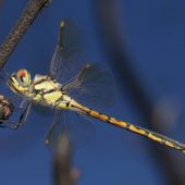 dragonfly_hemicordulia_tau_f_grampians131231-0843