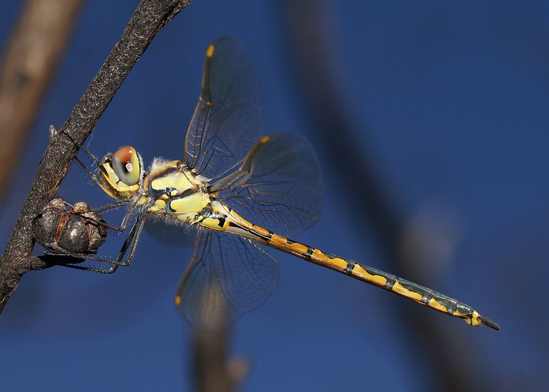 dragonfly_hemicordulia_tau_f_grampians131231-0843