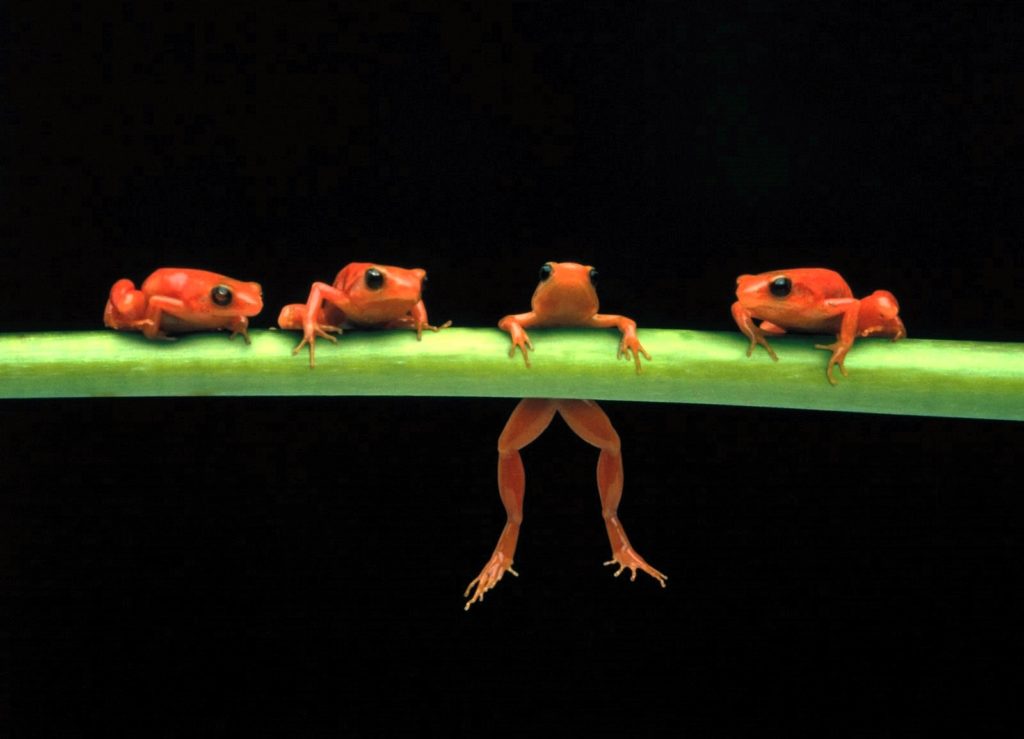 frogs0
