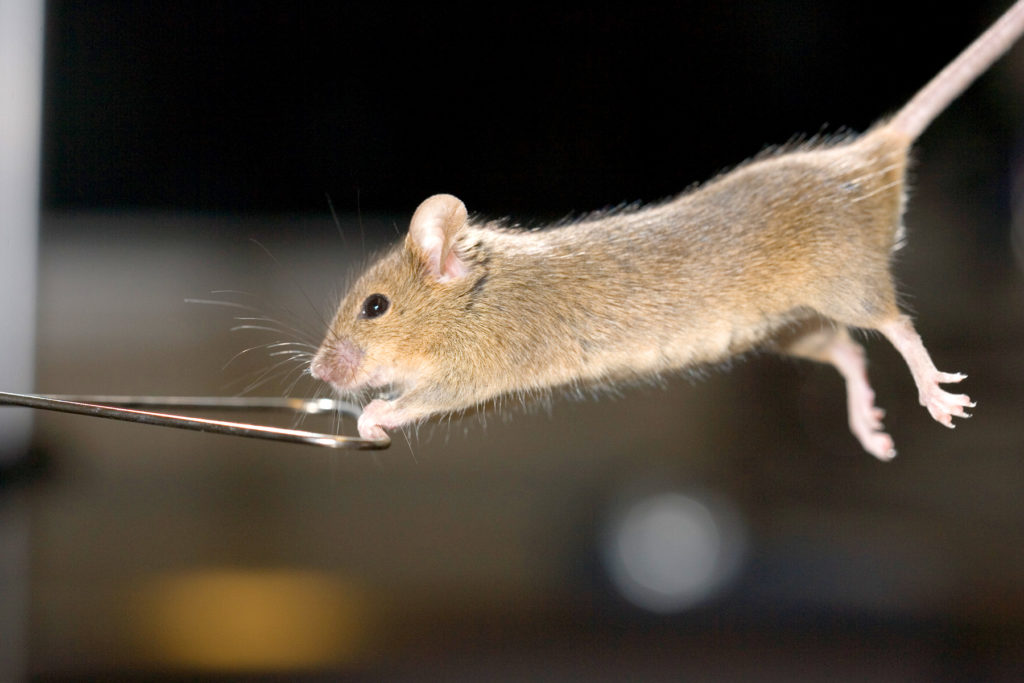 mouse-grip-testing