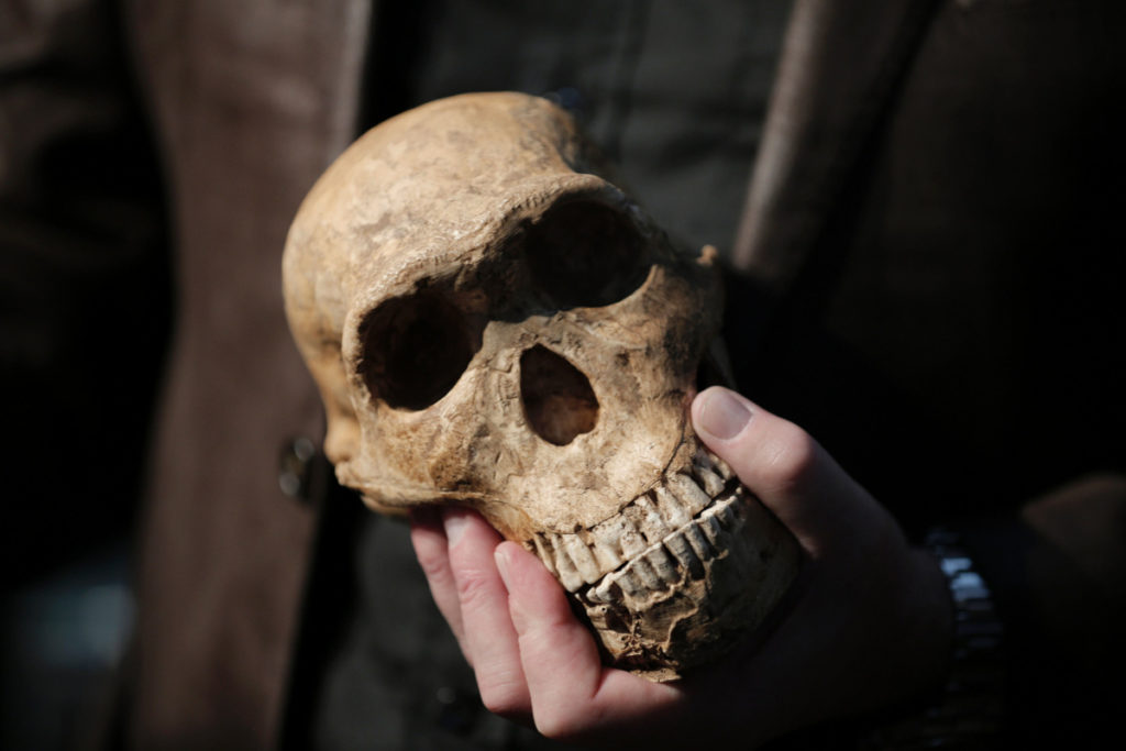 naledi