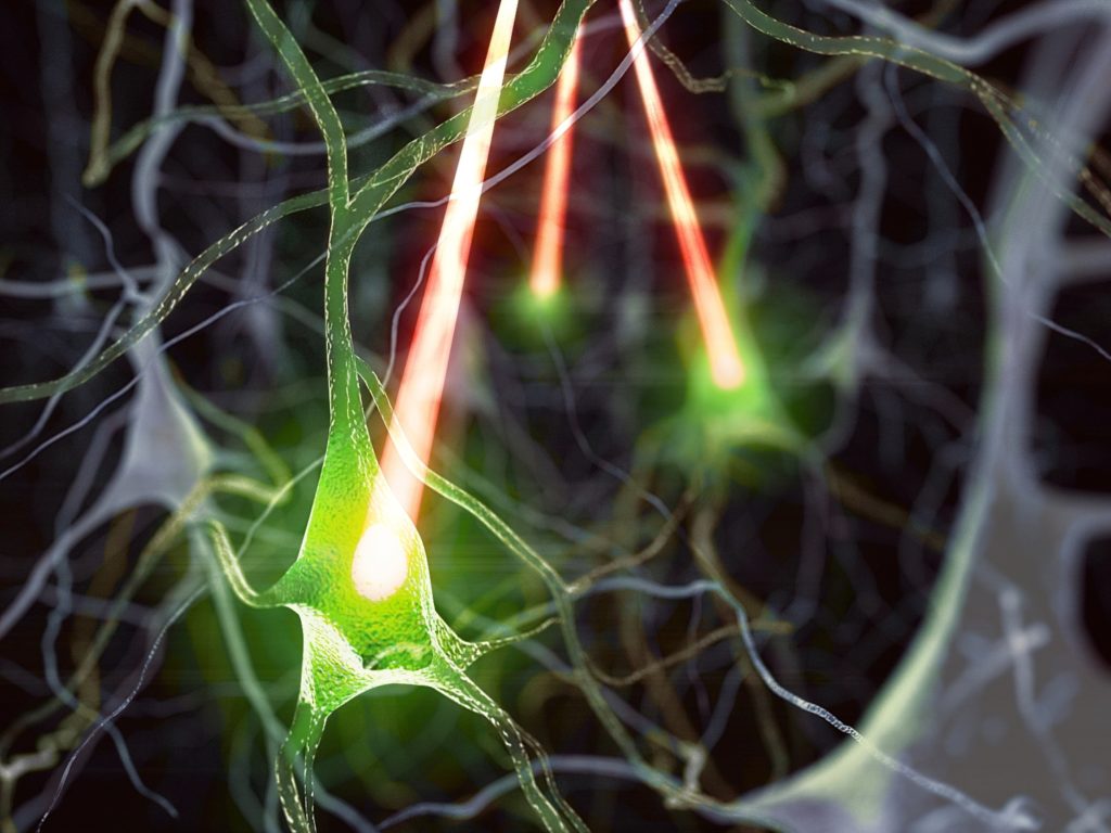 neuron