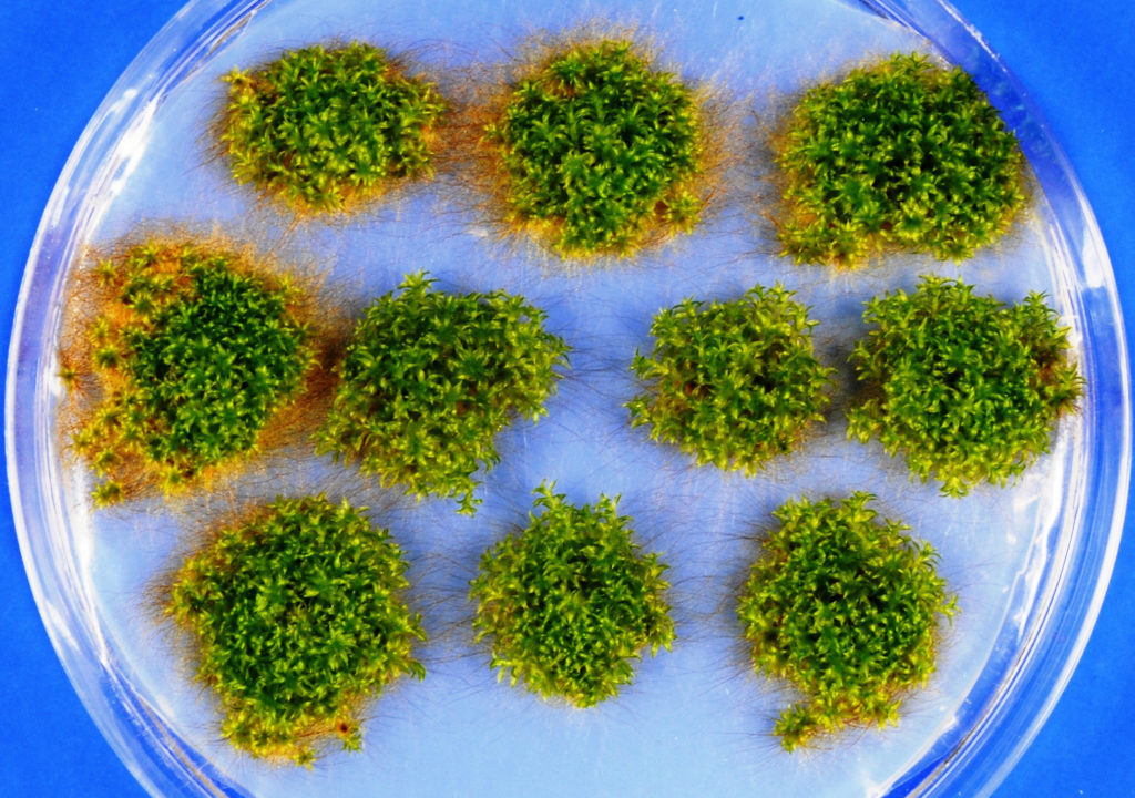 schuenemann_physcomitrella_patens_c_chantal_traeger