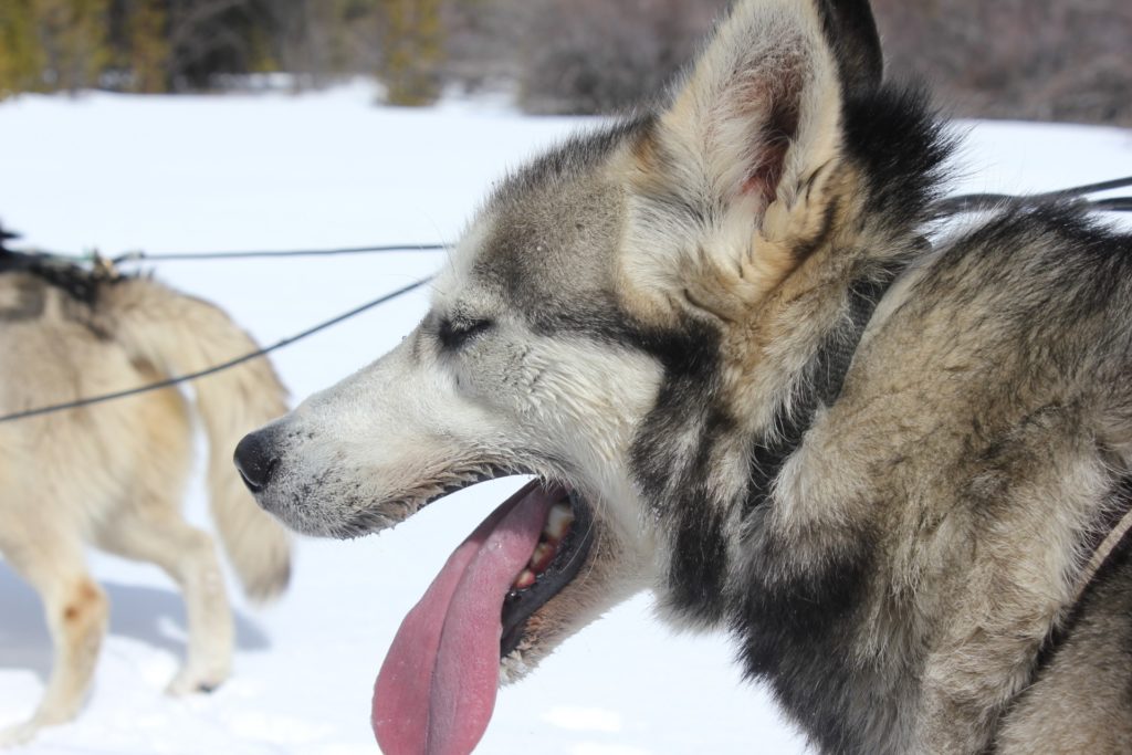 sled-dog